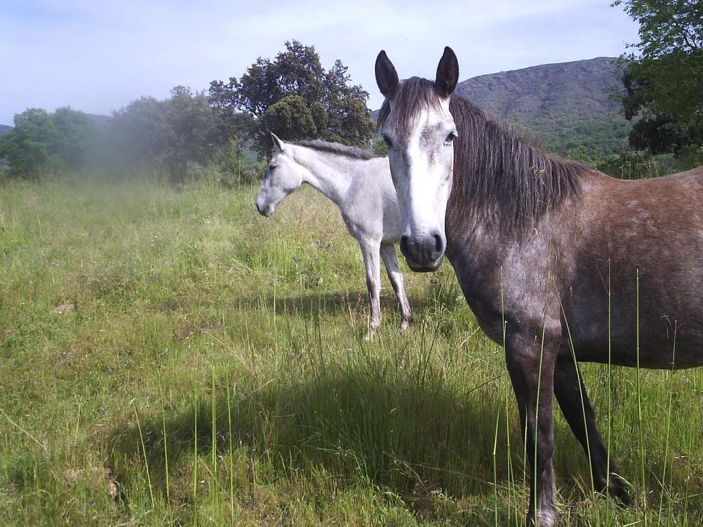 Casas Rurales La Dehesa Casas del Monte ภายนอก รูปภาพ